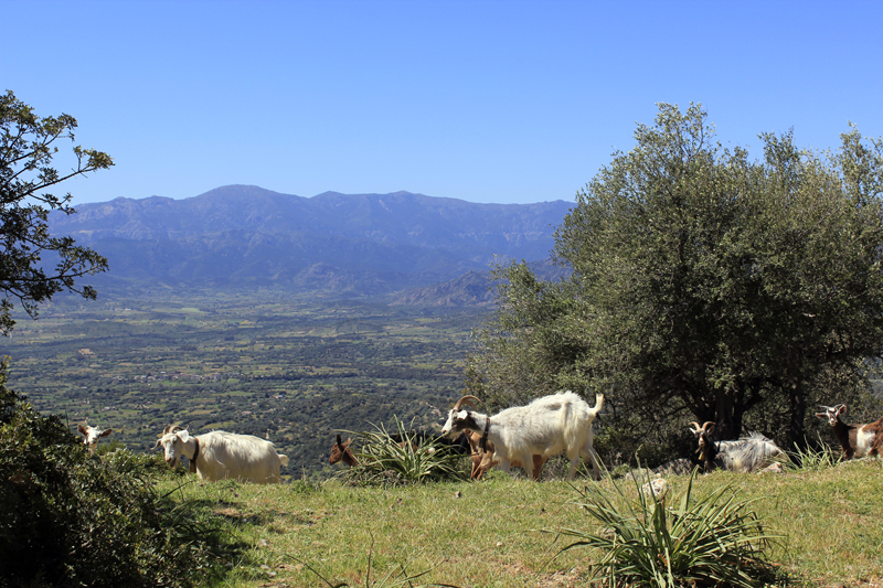 2016-04-19_130643 sardinien-2016.jpg - Ziegenherde am Monte Oro